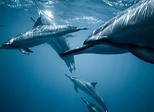 kaiyun.com：云端新纪元，从一键开始